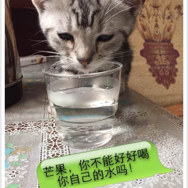哪里可以办斯洛文尼亚身份证